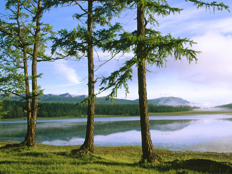 Lakeside forest with mountains