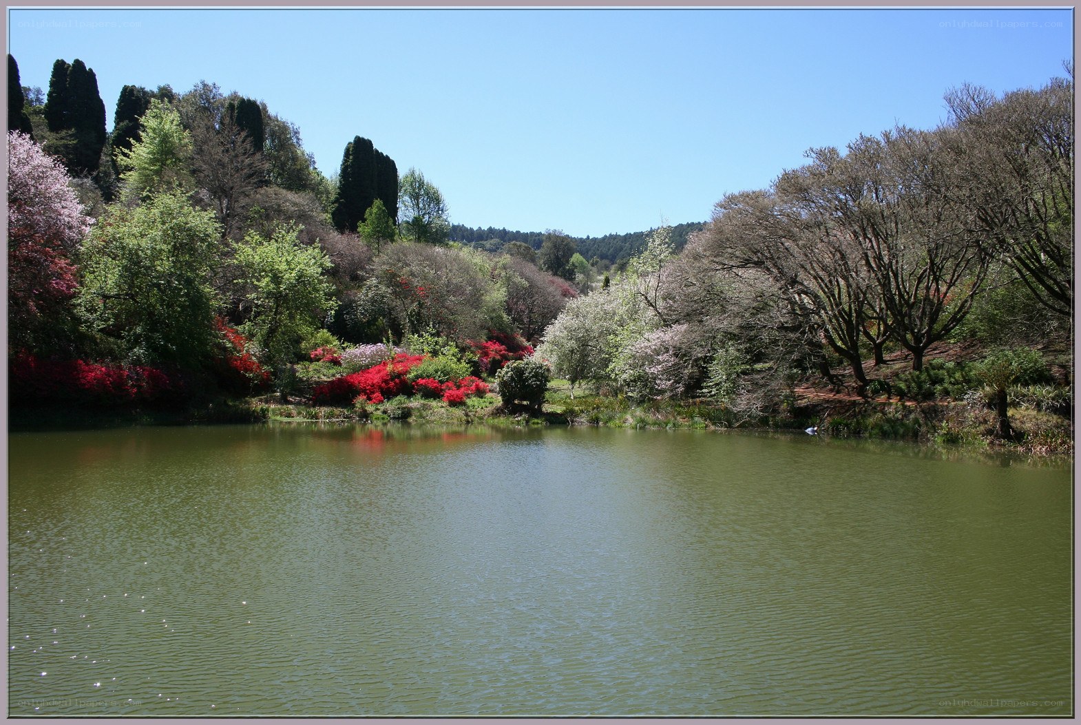 Lakeside garden with colorful flowers