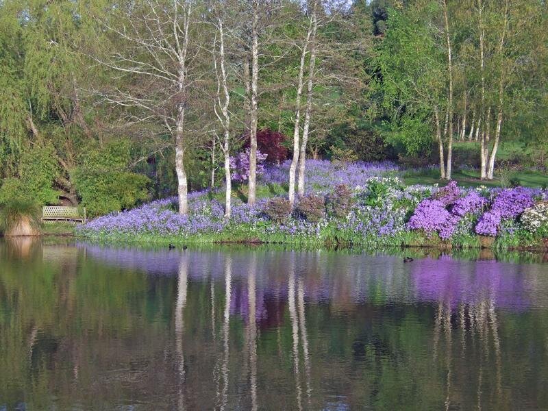 Lakeside garden with purple flowers