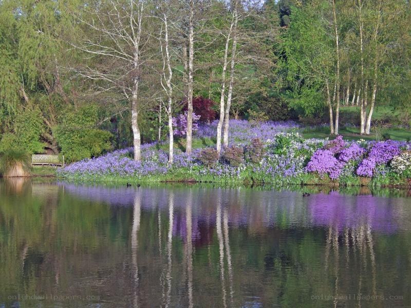 Lakeside garden with purple flowers