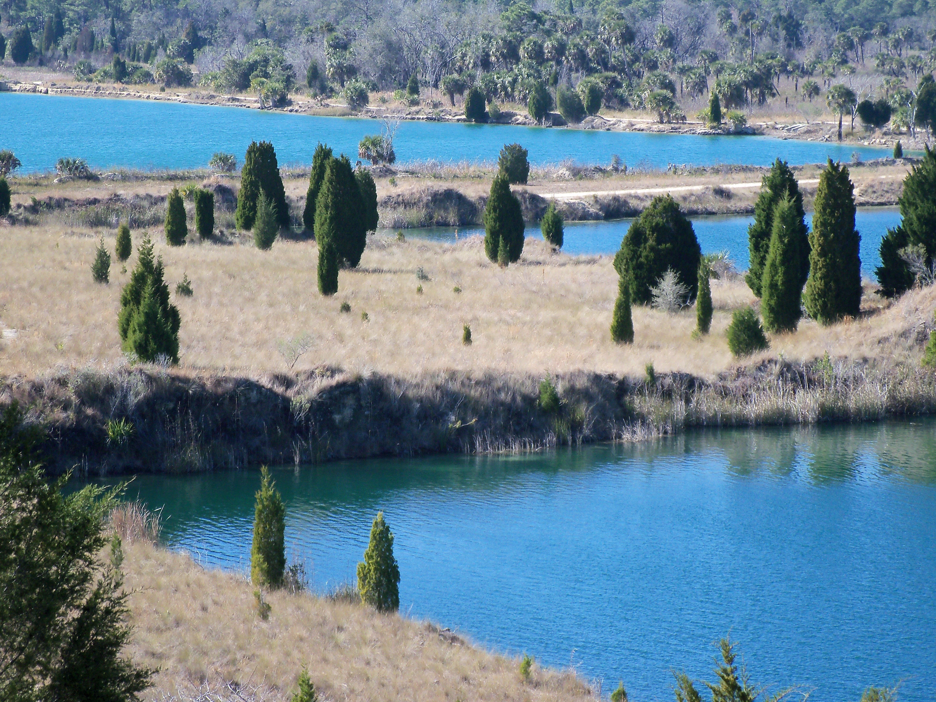 Lakeside landscape with evergreens