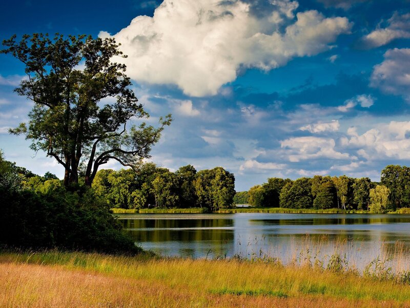 Lakeside landscape with trees