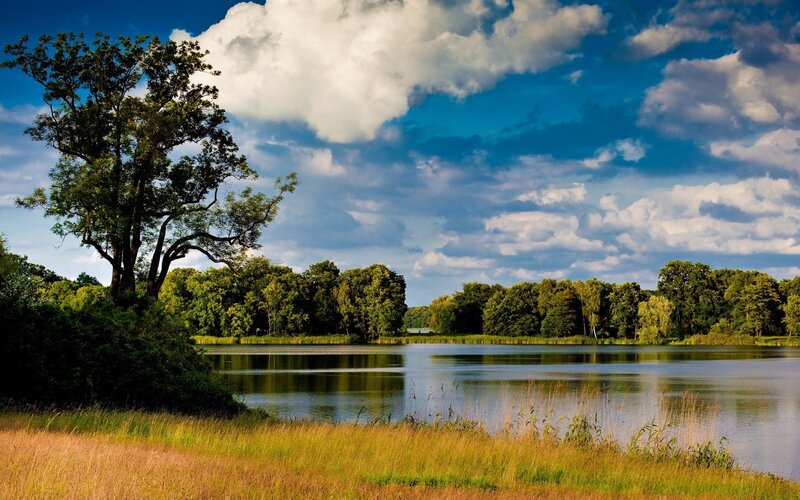 Lakeside landscape with trees