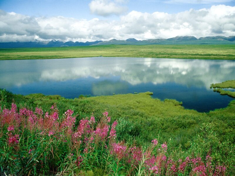 Lakeside marsh with wildflowers