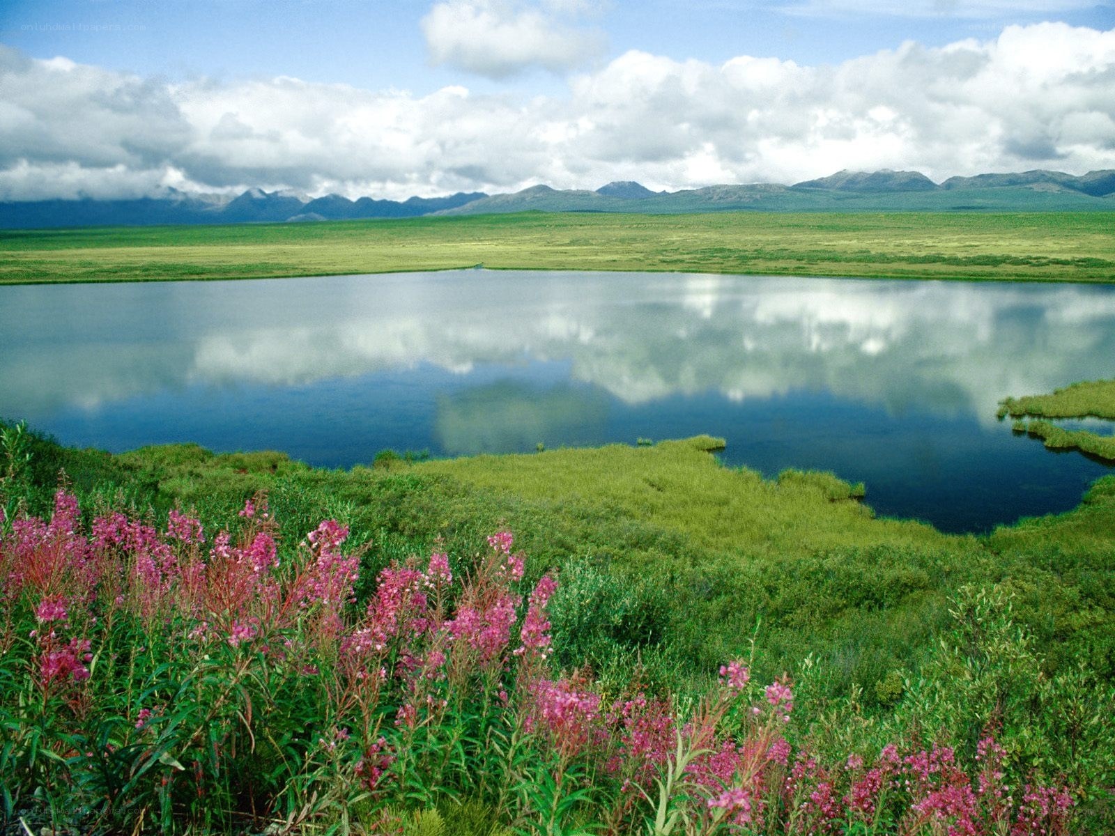 Lakeside marsh with wildflowers