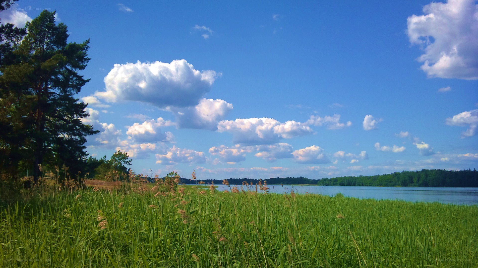 Lakeside meadow under blue sky