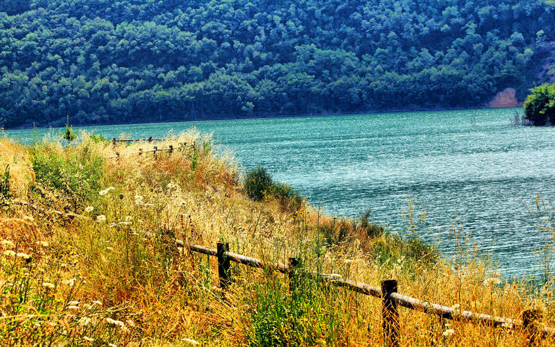 Lakeside meadow with forest backdrop