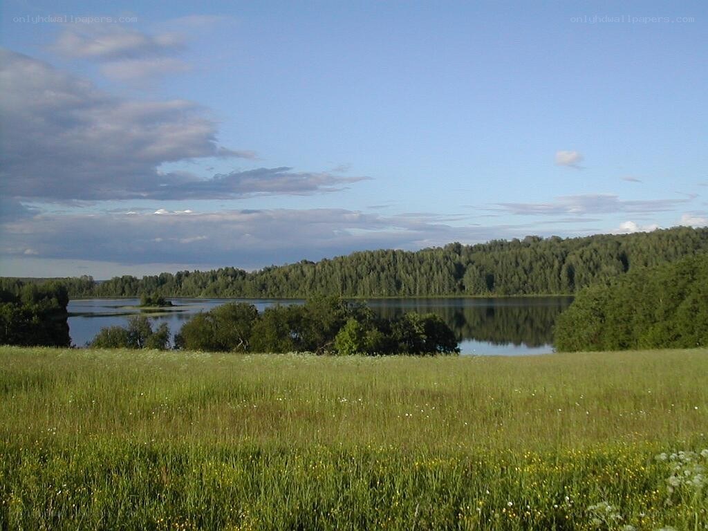Lakeside meadow with forest
