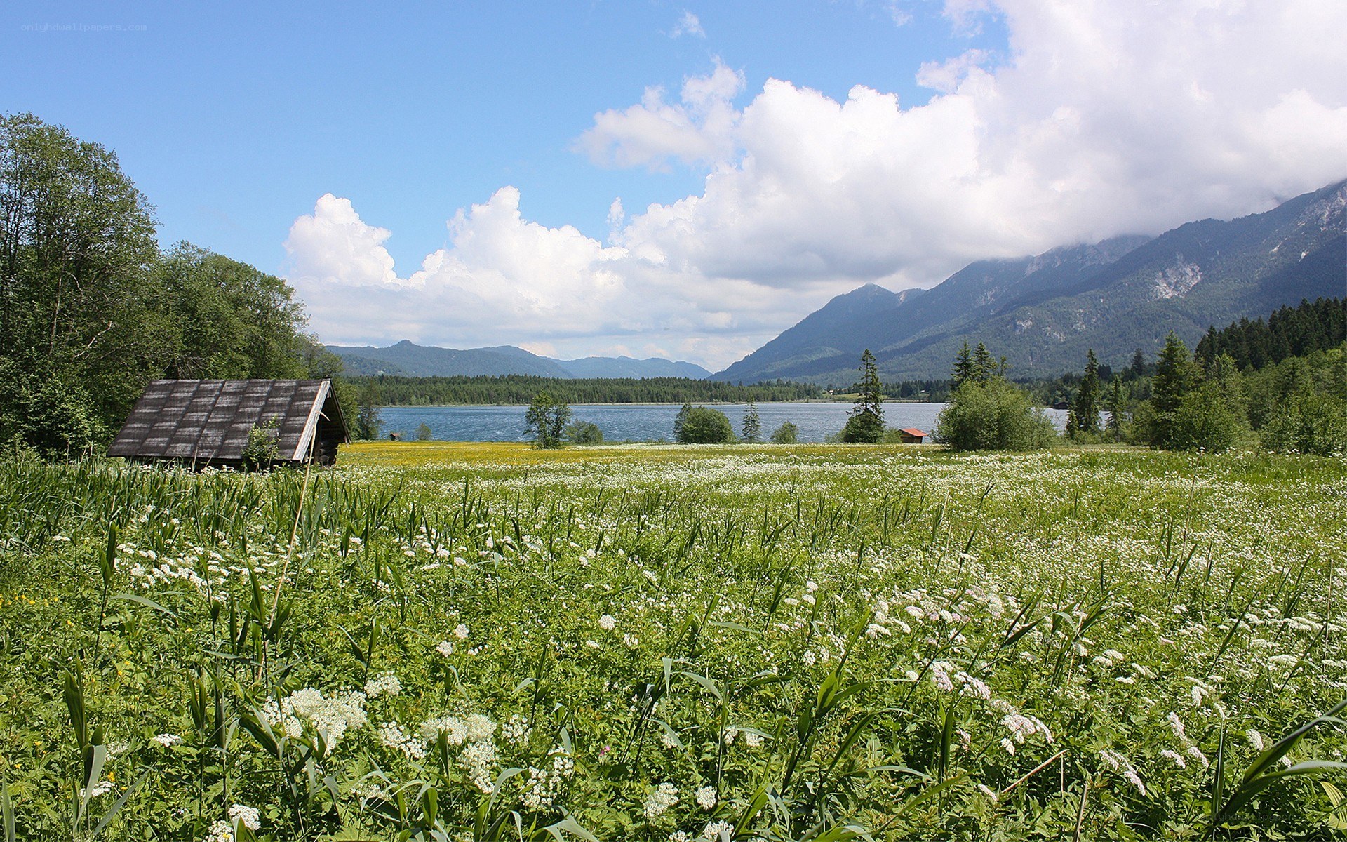 Lakeside meadow with mountains