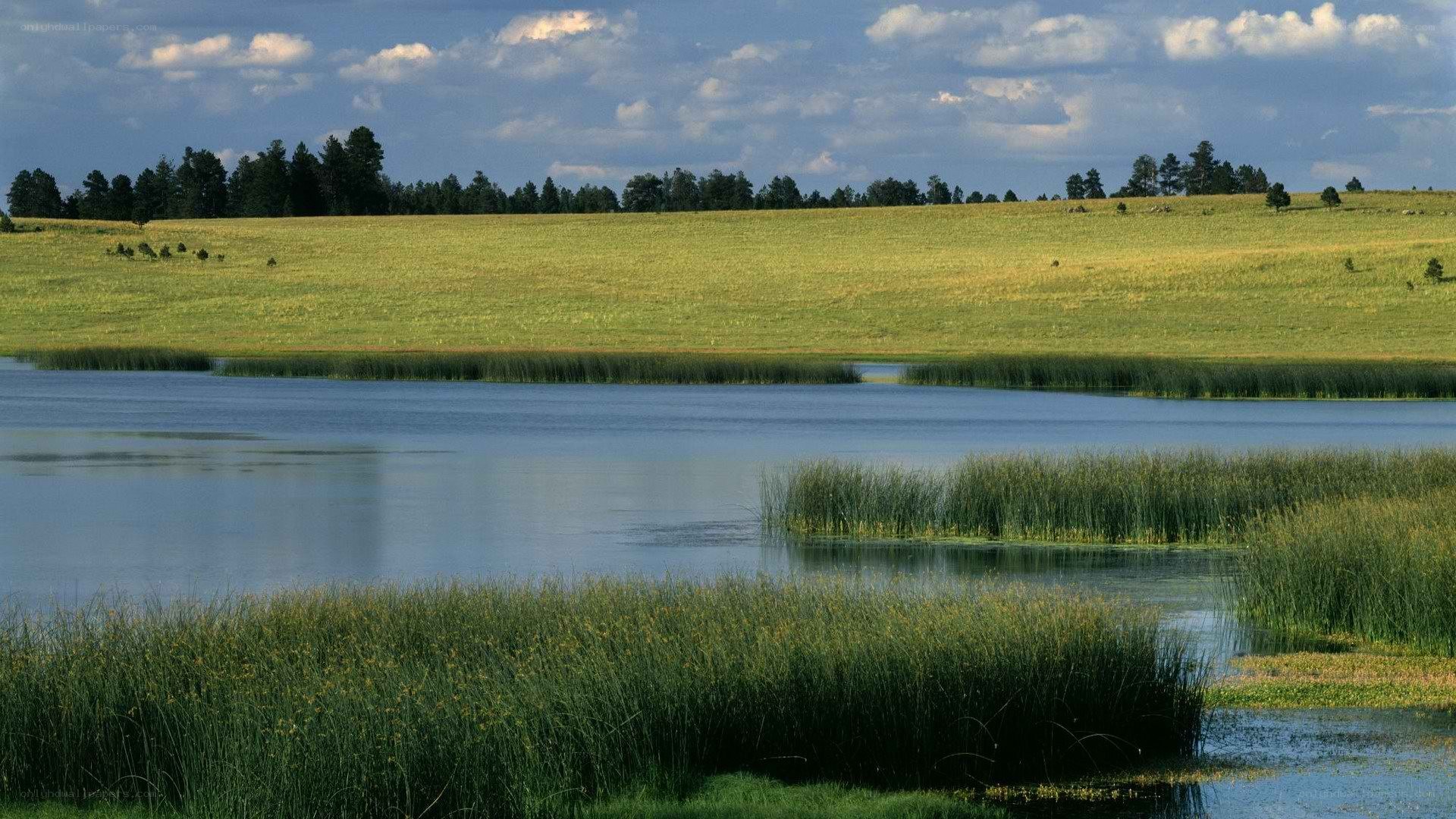 Lakeside meadow with reeds