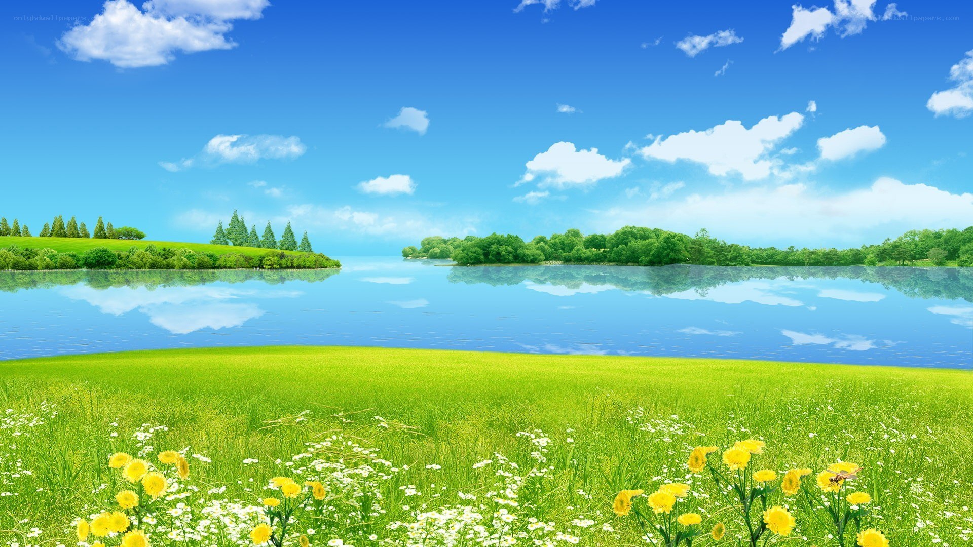 Lakeside meadow with wildflowers