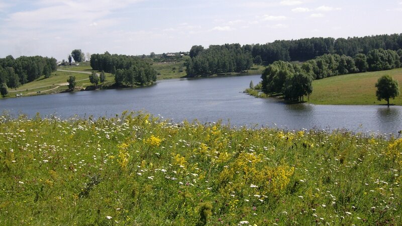 Lakeside meadow with wildflowers
