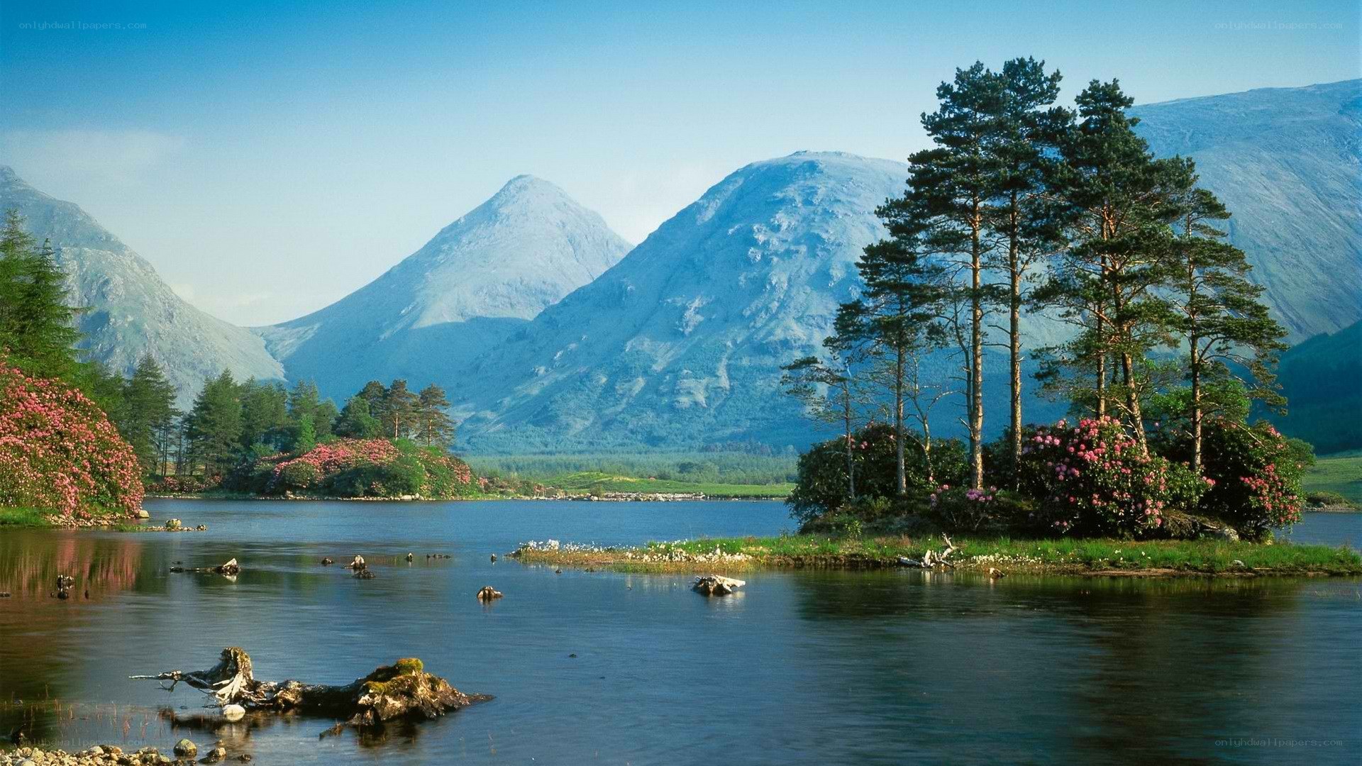 Lakeside mountains with blooming shrubs