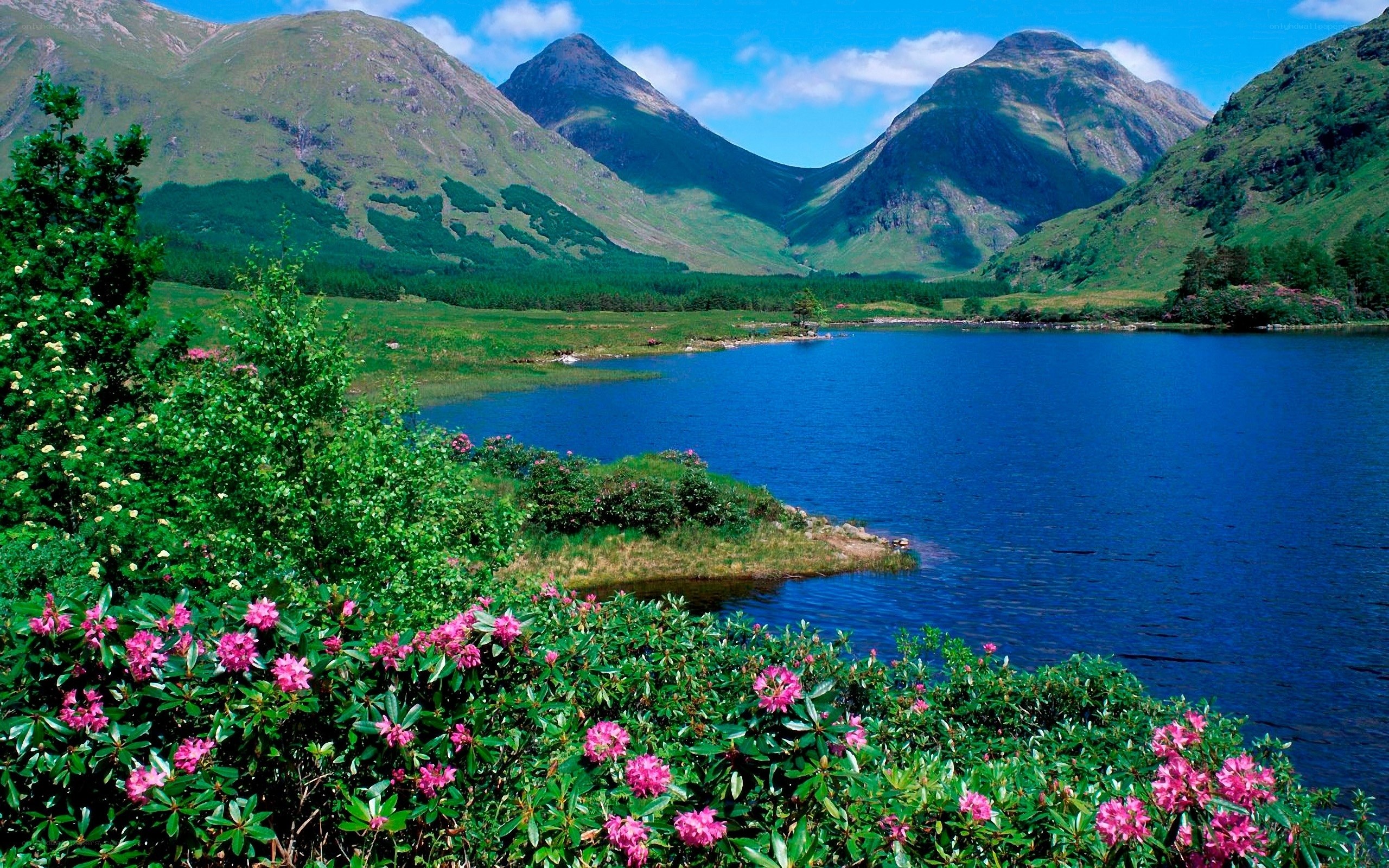 Lakeside mountains with flowers