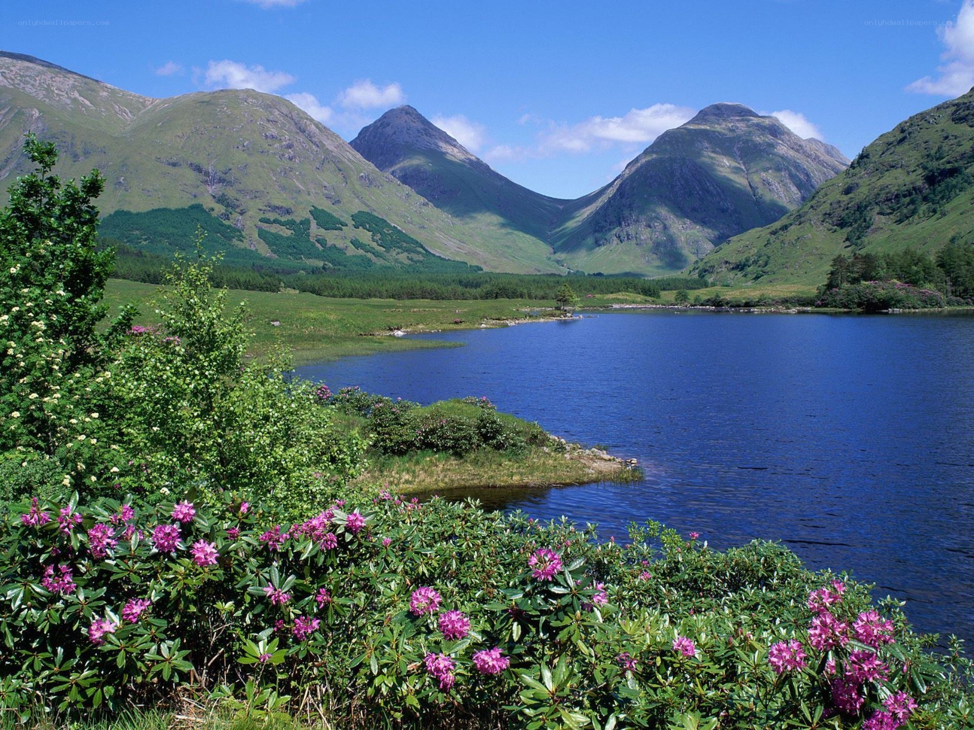 Lakeside mountains with rhododendrons