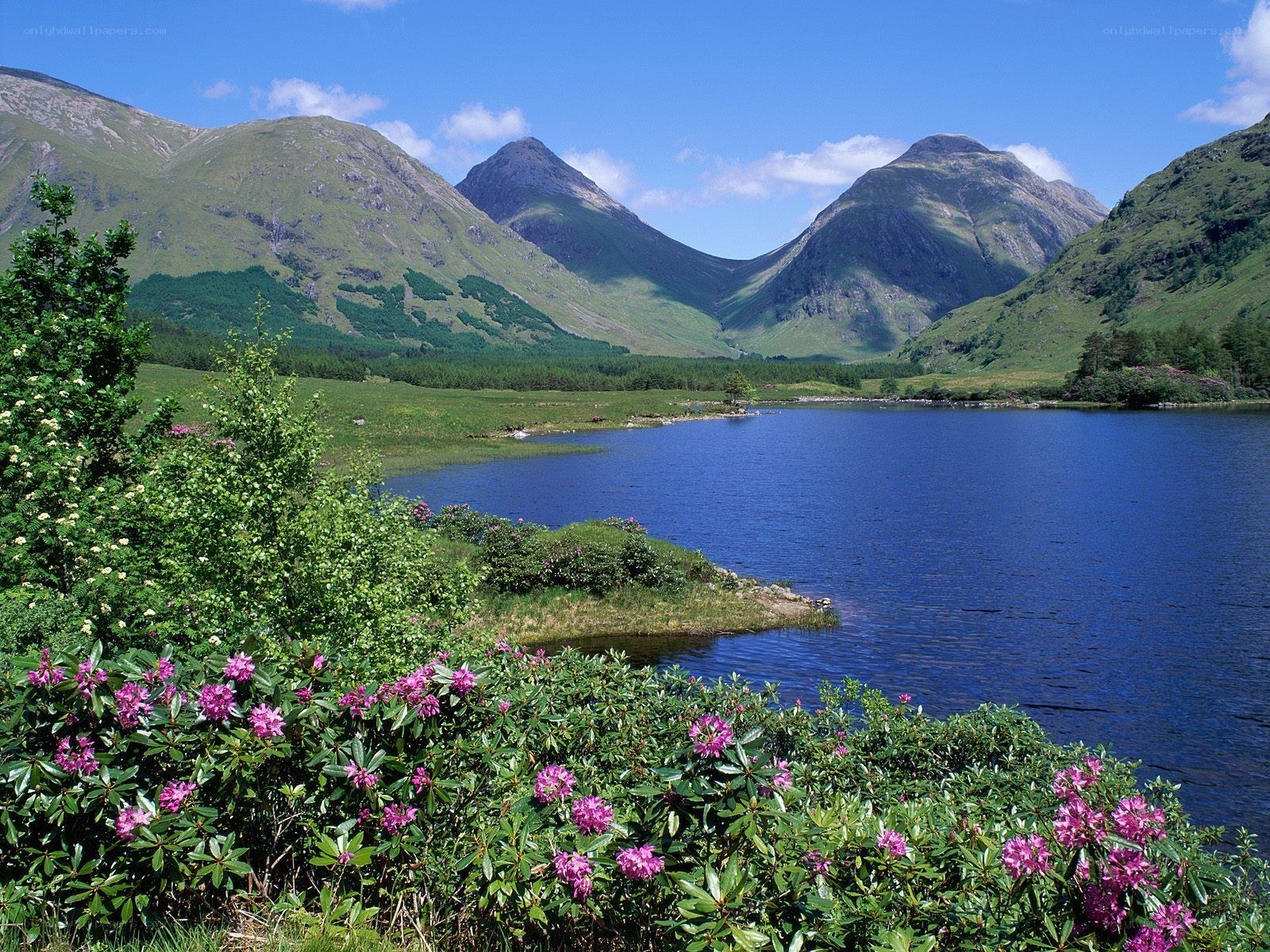 Lakeside mountains with rhododendrons