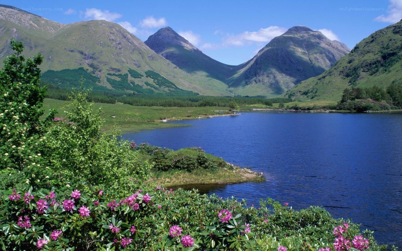 Lakeside mountains with wildflowers