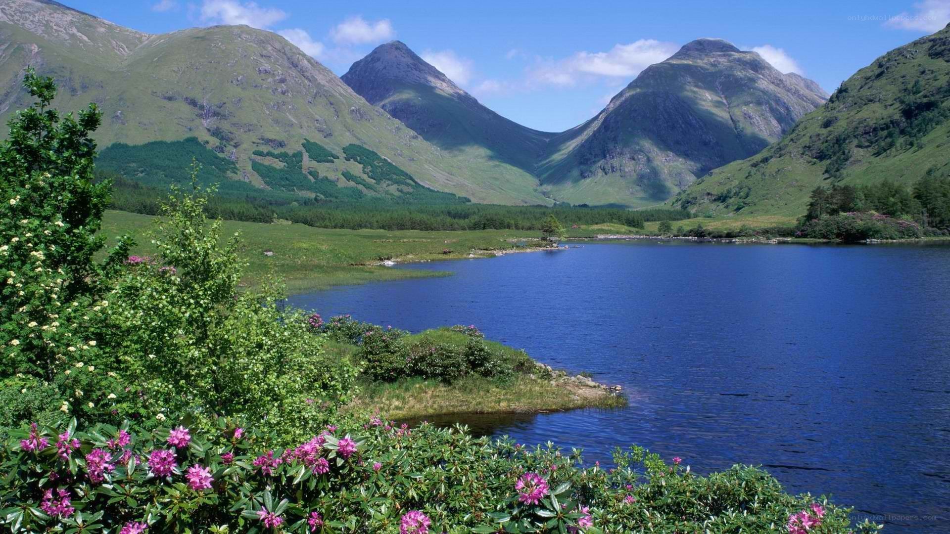 Lakeside mountains with wildflowers