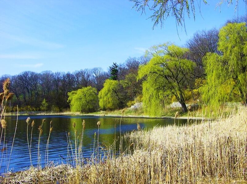 Lakeside park with weeping willows