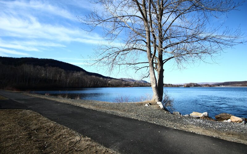 Lakeside path with bare tree