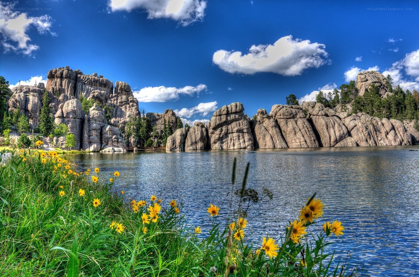 Lakeside rocks and wildflowers