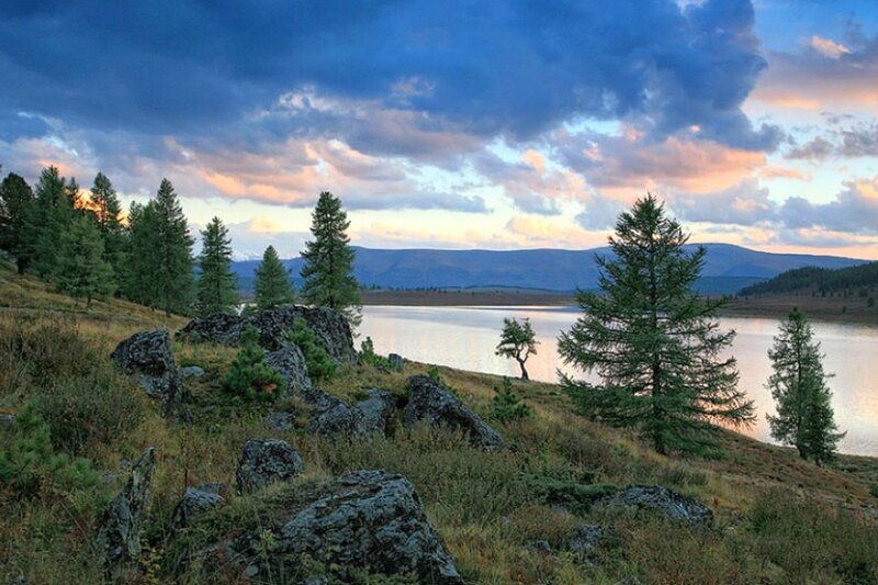 Lakeside sunset with pine trees