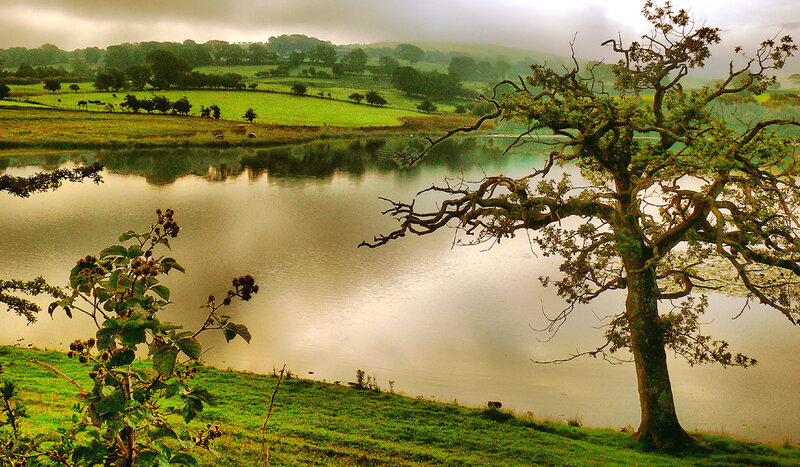 Lakeside tree in green countryside