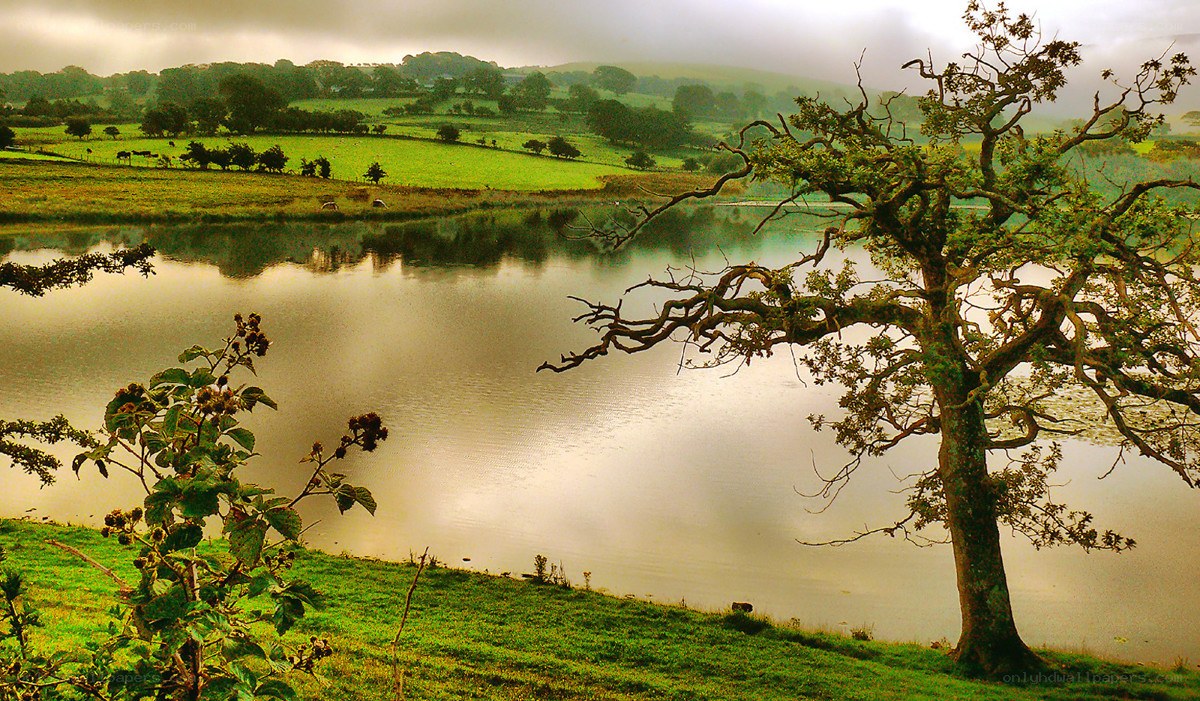 Lakeside tree in green countryside