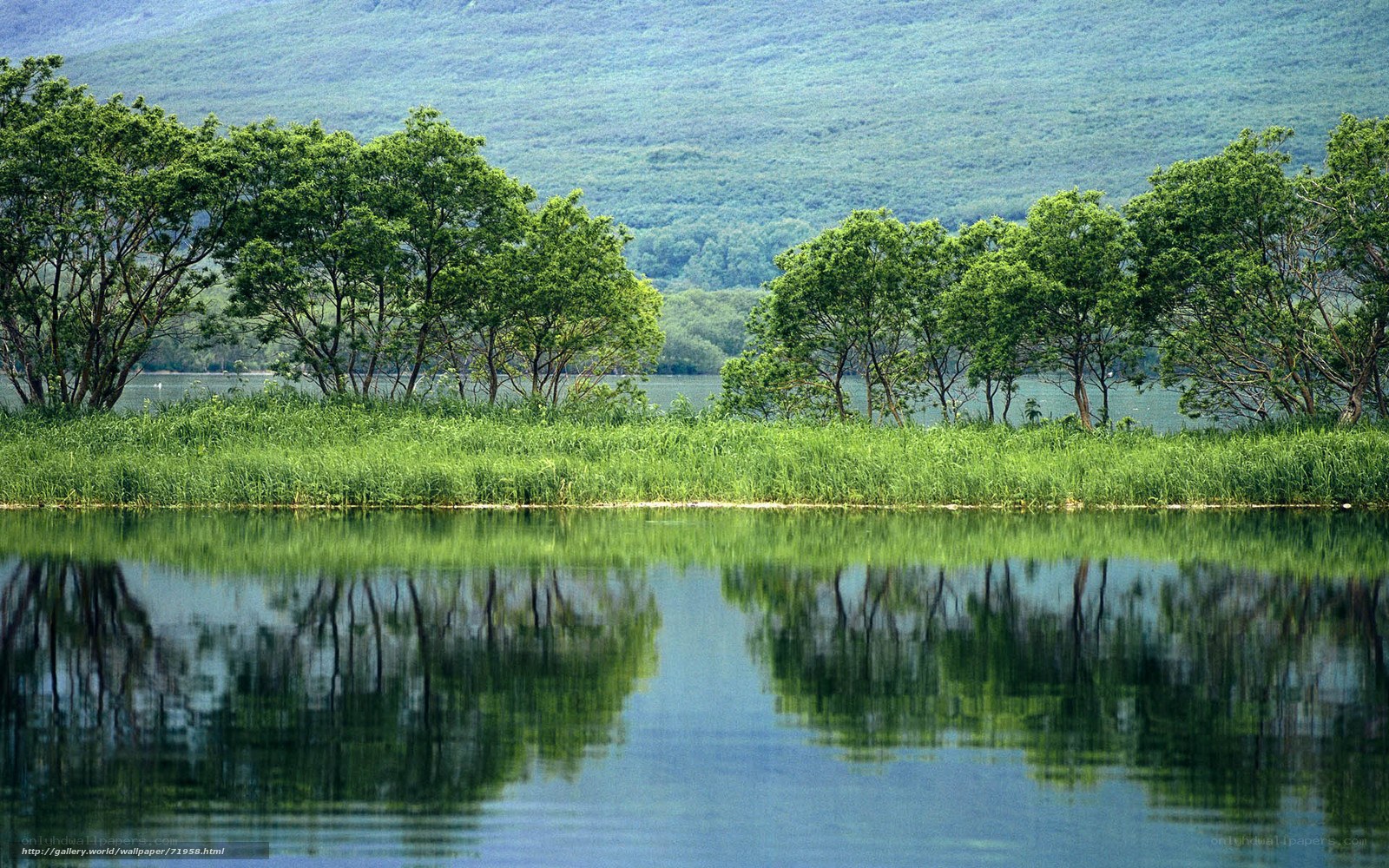 Lakeside trees and reflection