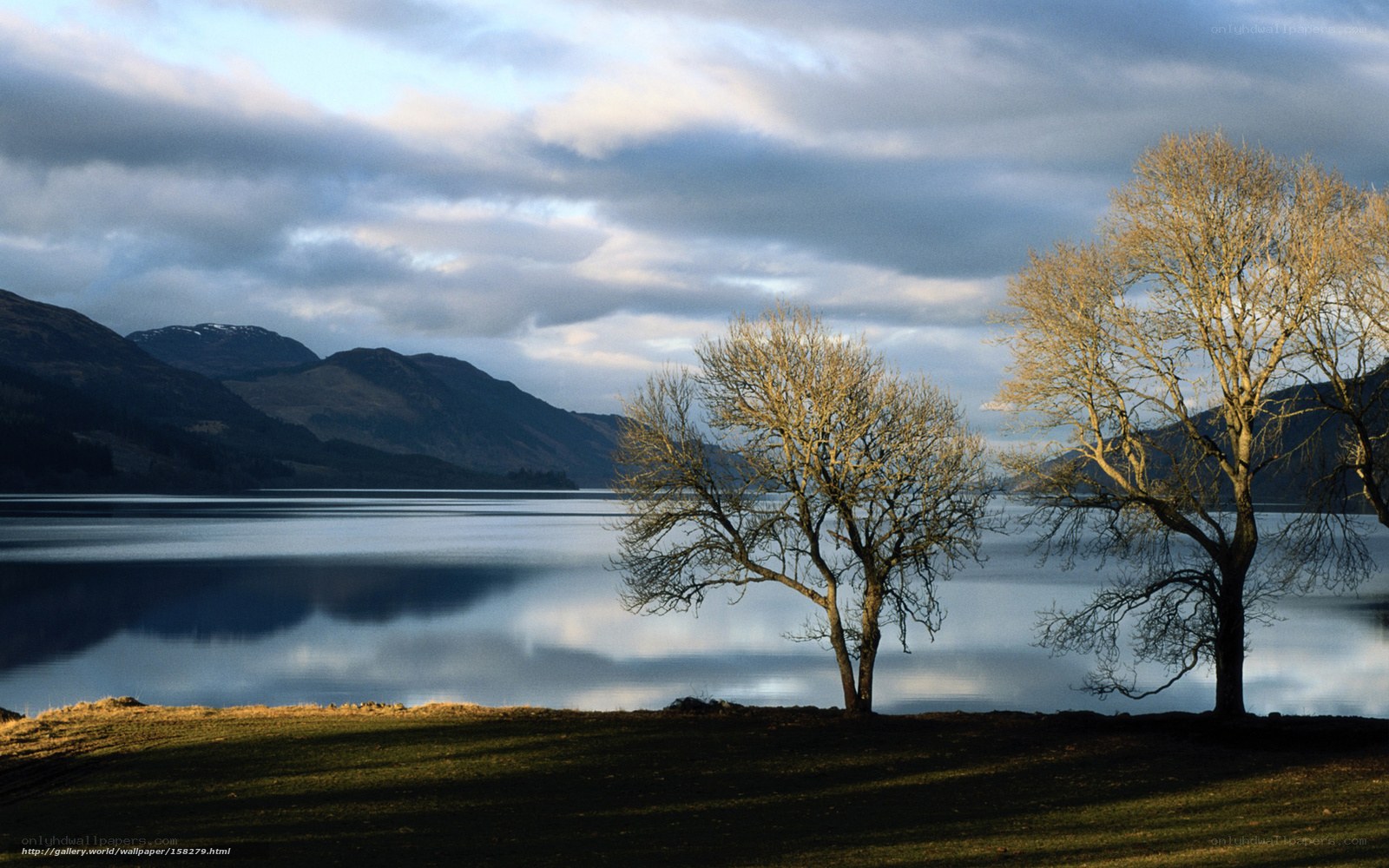 Lakeside trees at dusk