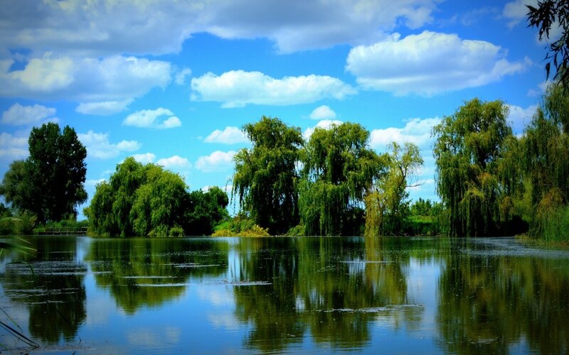 Lakeside trees under blue sky