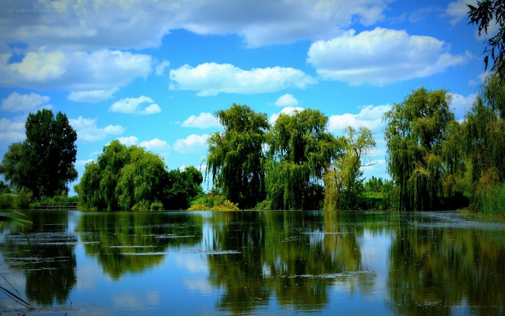 Lakeside trees under blue sky