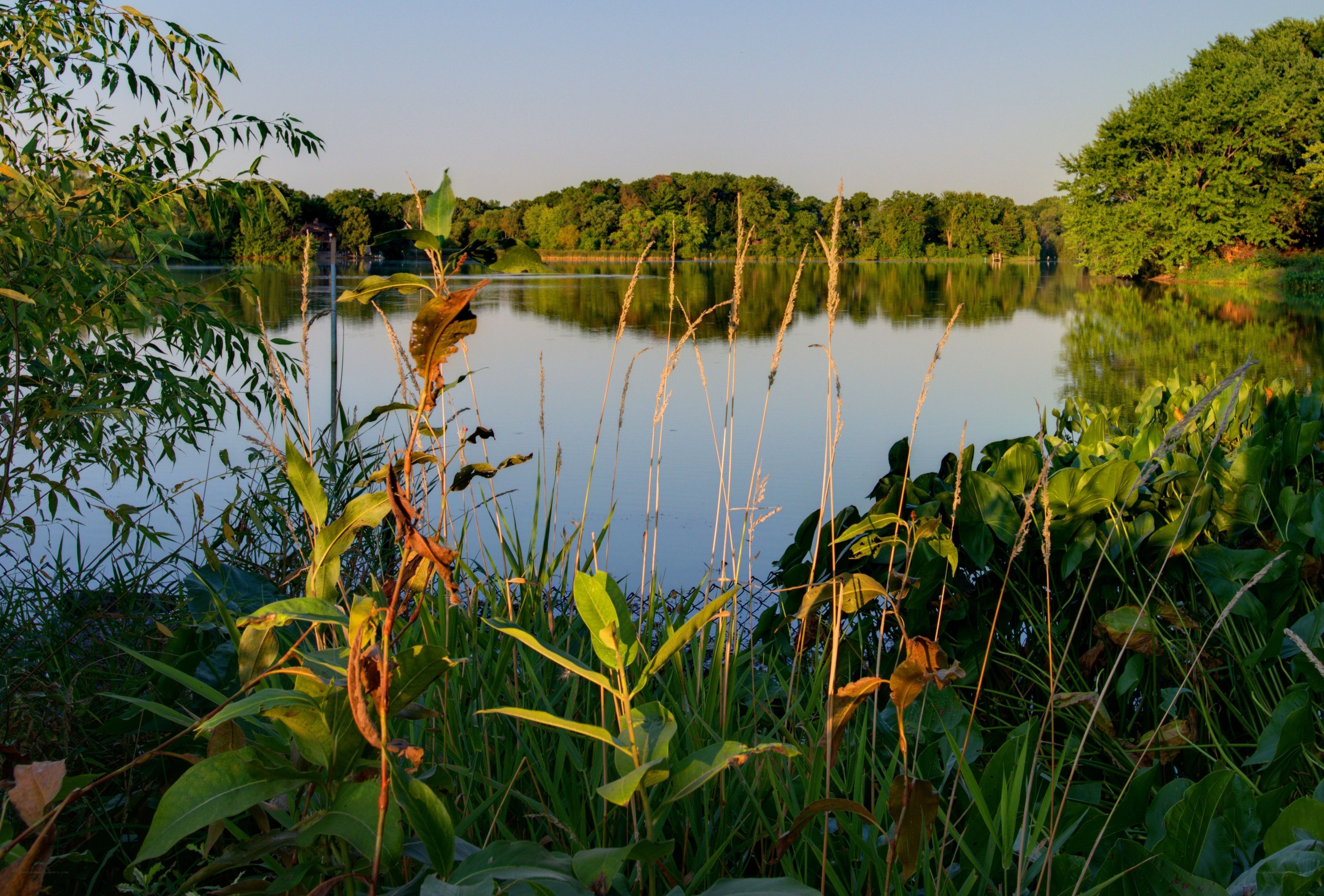 Lakeside vegetation at sunset