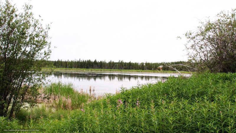 Lakeside vegetation scene