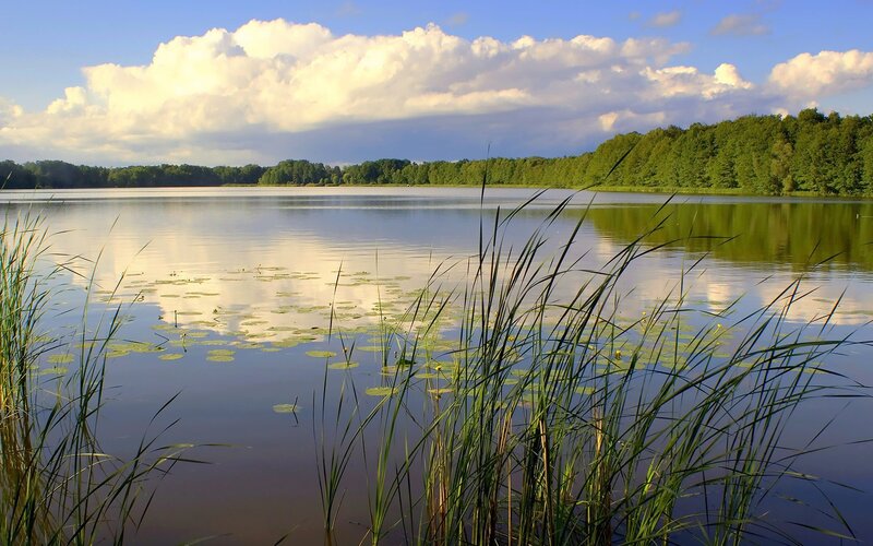 Lakeside view with reeds and clouds