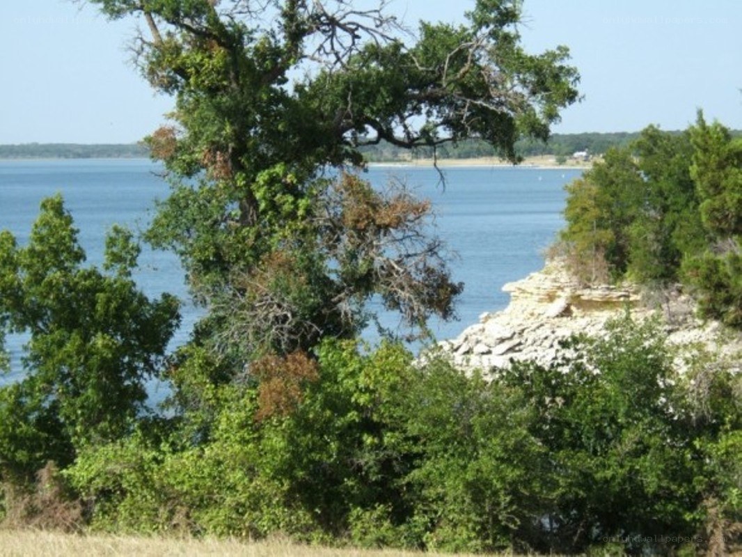 Lakeside view with trees