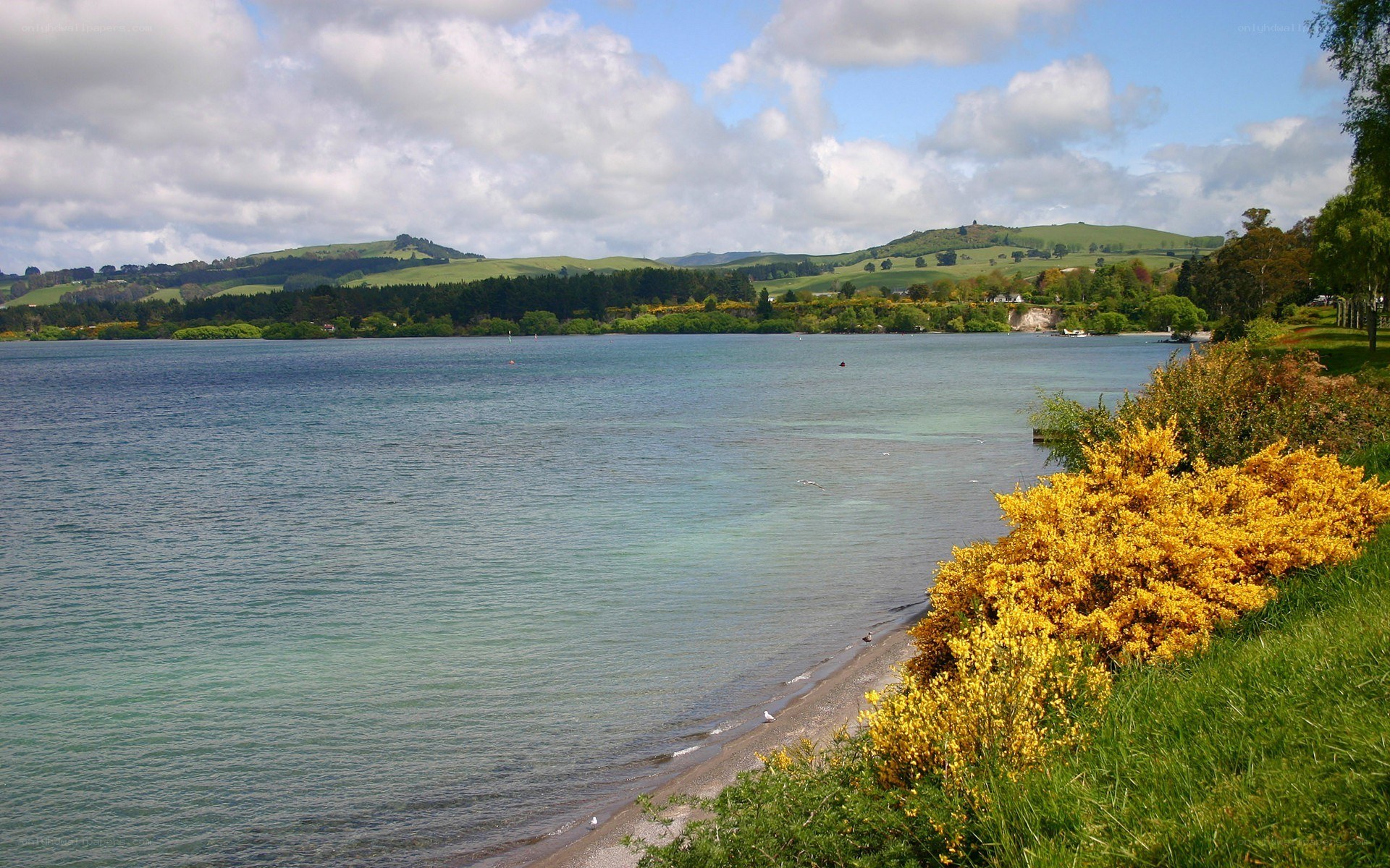 Lakeside view with yellow flowers