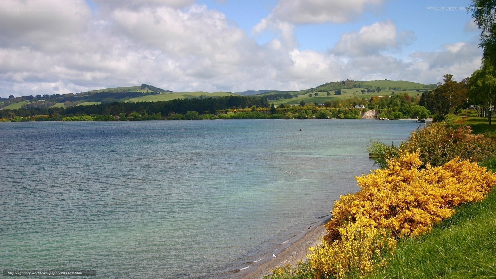 Lakeside view with yellow flowers