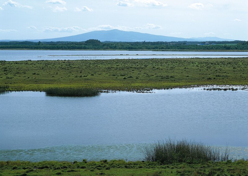 Lakeside wetlands with distant mountain