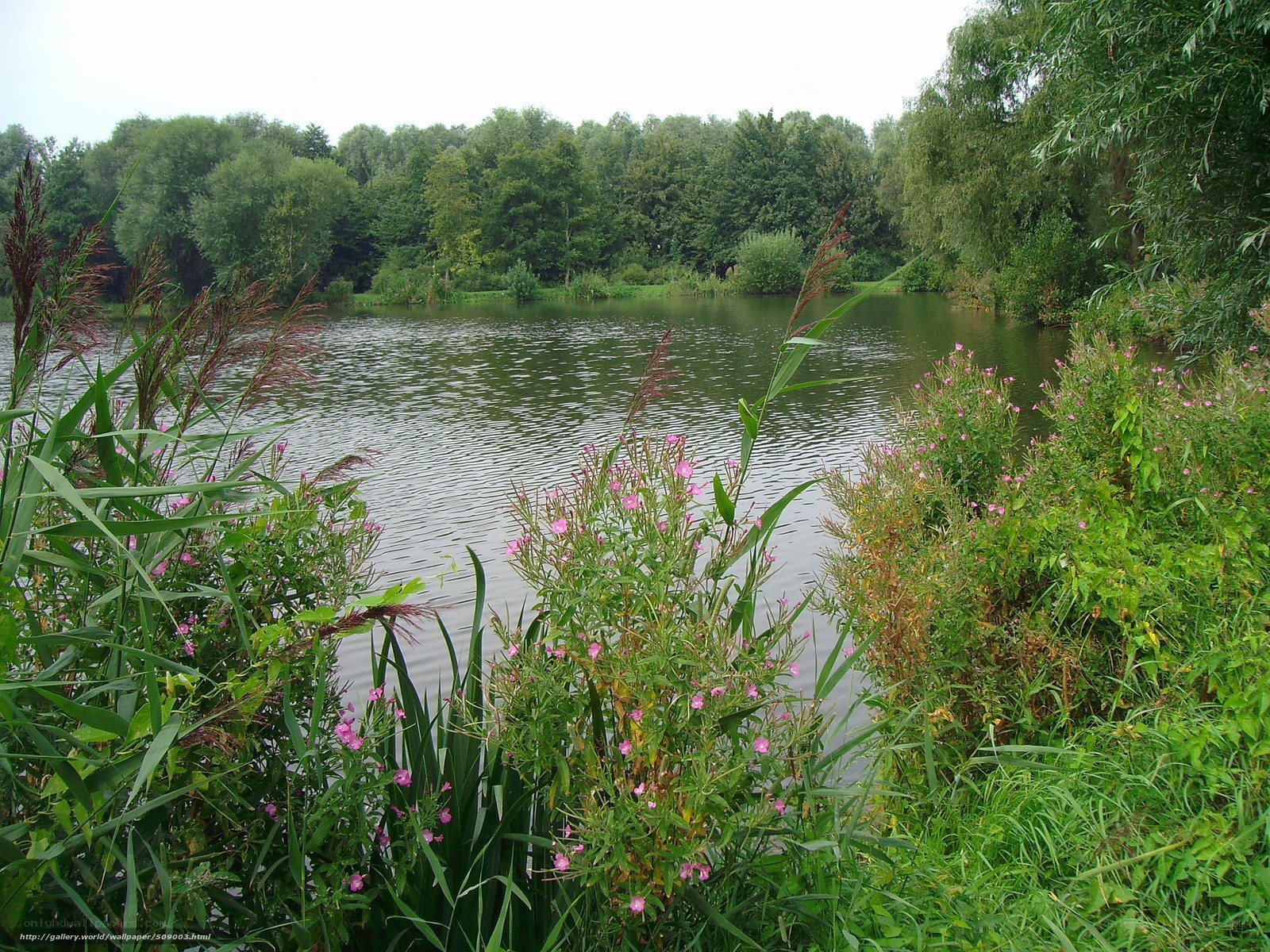 Lakeside with pink flowers