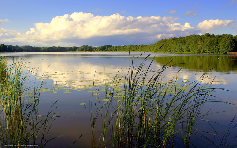 Lakeside with reeds and clouds
