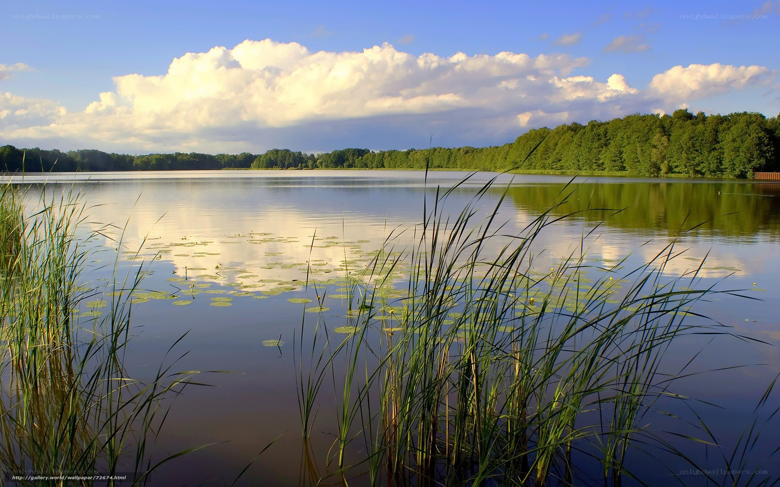 Lakeside with reeds and clouds