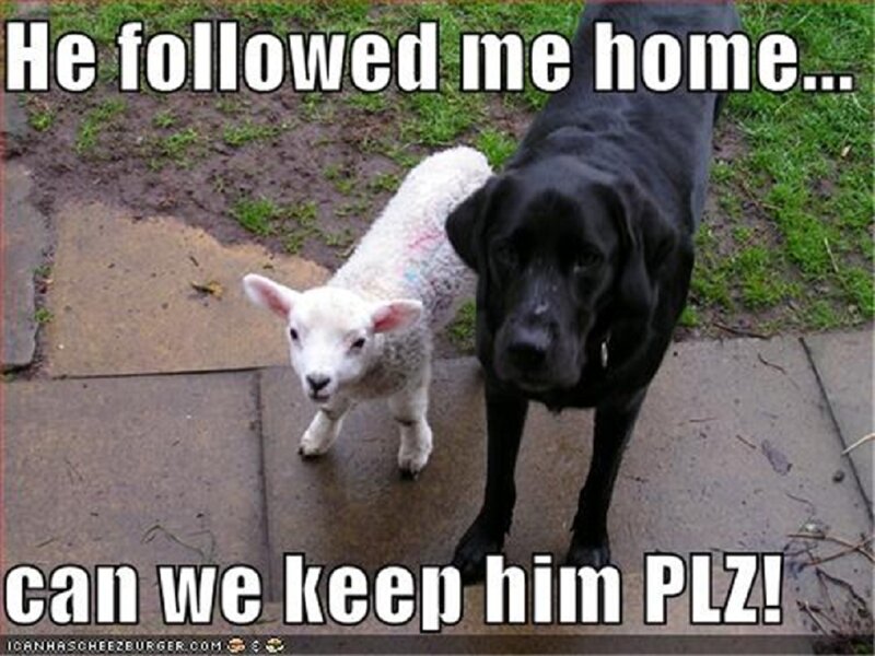 Lamb and Black Dog