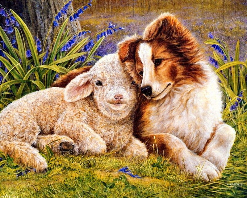 Lamb and Dog Together