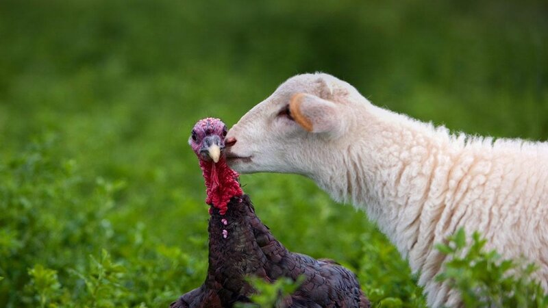 Lamb and Turkey