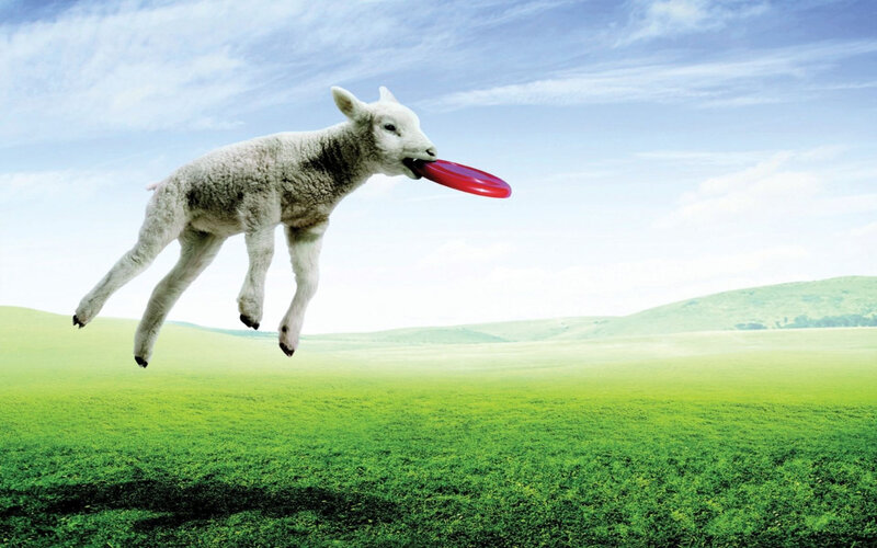 Lamb Catching Frisbee