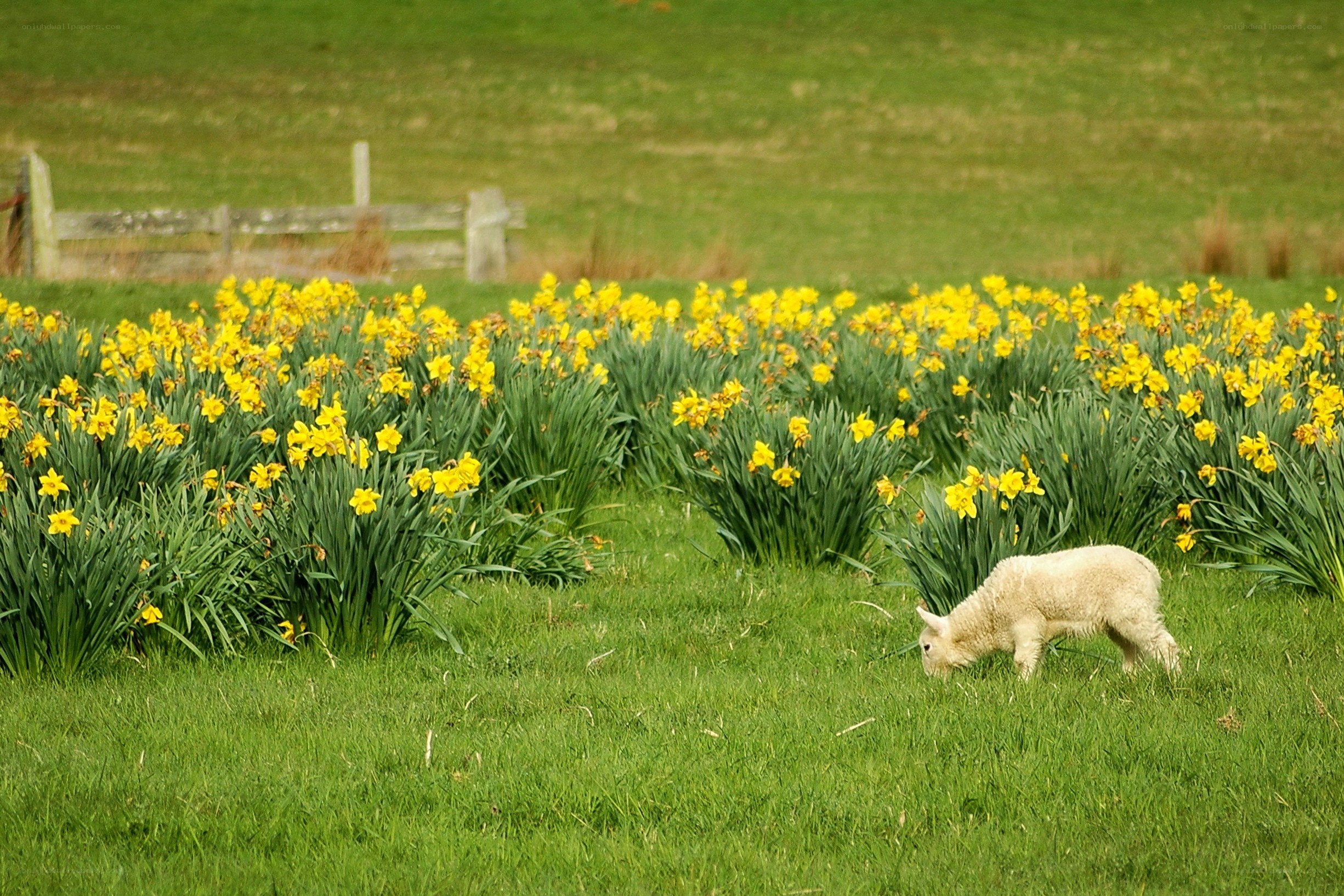 Lamb grazing in a daffodil field