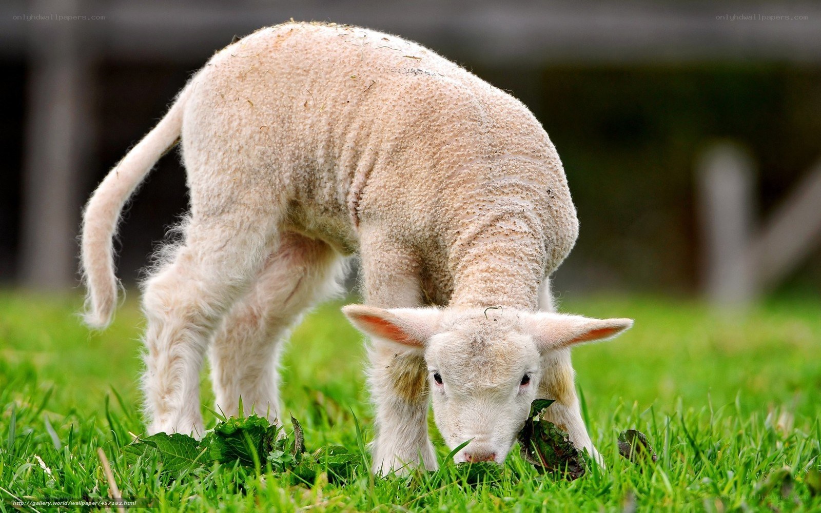 Lamb grazing in a field