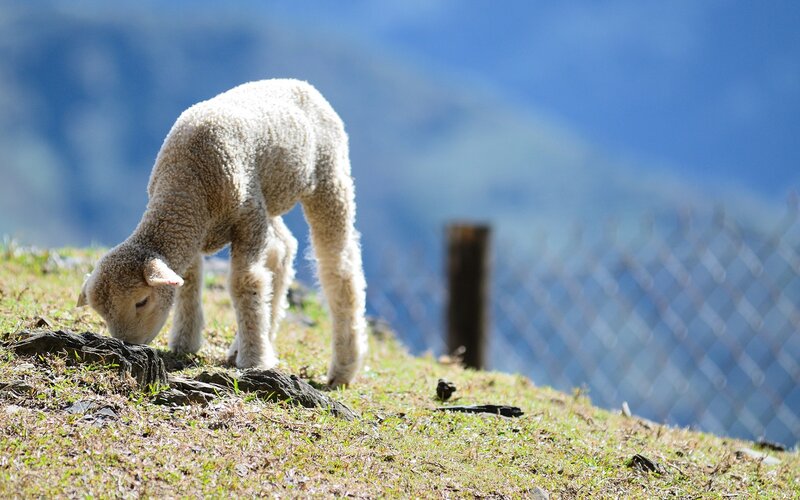 Lamb Grazing on Hill