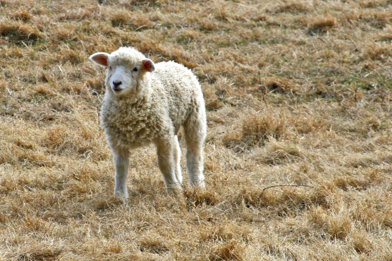 Lamb in a dry field